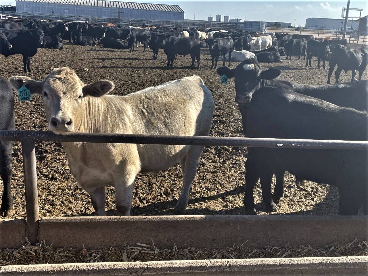 FL New Cattle at Bunk